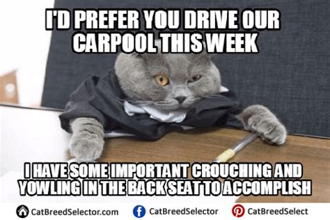 Business Cat Memes | Cat Breed Selector