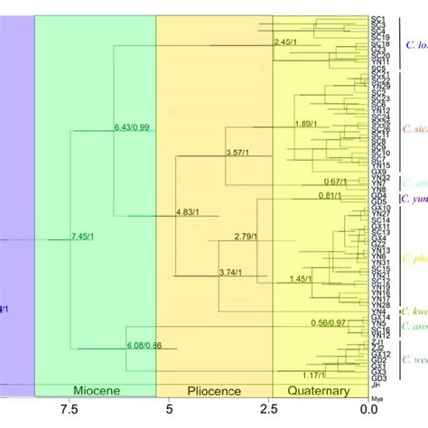 Phylogeny Tree Resulting From The Bayesian Inference And Divergency