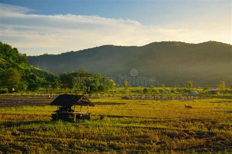 Rice Field and Farming in Chiang Mai Province Stock Photo - Image of ...