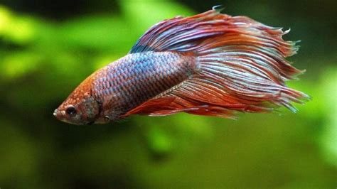 Healthy Betta Fish Vs Unhealthy Know The Key Differences Fishkeeping