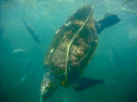 México Y Eeuu Firmaron Acuerdos Para Combatir La Pesca Ilegal Y Proteger Los Ecosistemas Marinos