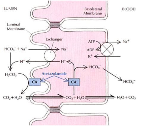 Renal Acid Base And Electrolytes Flashcards Quizlet