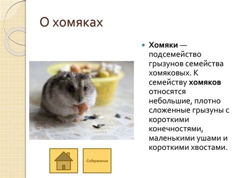 Хомяки - презентация онлайн
