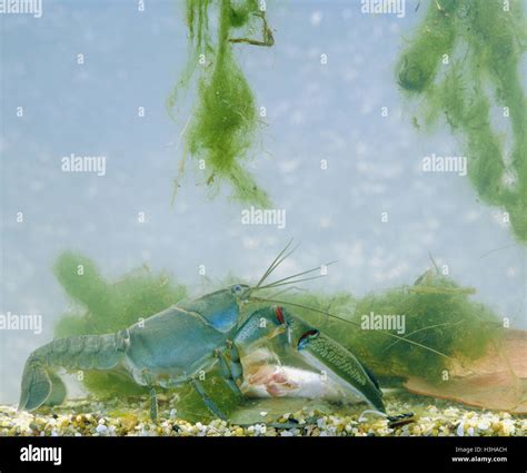 Yabby Cherax Destructor Stock Photo Alamy