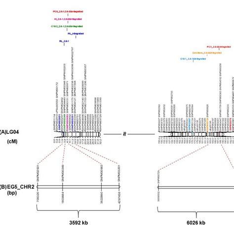 The Integrated Genetic Map Of The Backcross 2 Populations Qtls Download Scientific Diagram