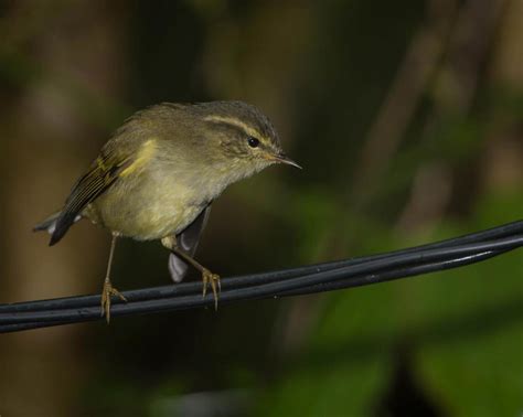 Orange Barred Leaf Warbler Phylloscopus Pulcher