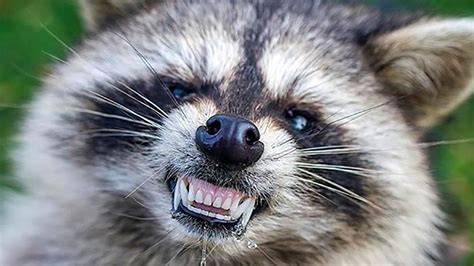 Belmar resident bitten by raccoon in backyard, receives rabies ...