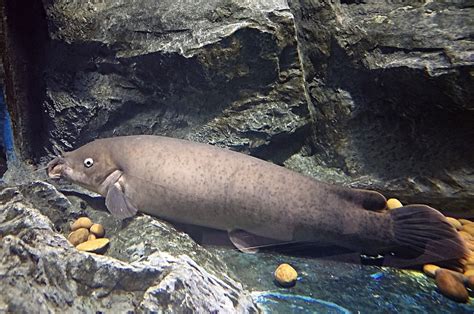 Animaux Puissants Et Dangereux En Afrique Les Animaux Aquatiques