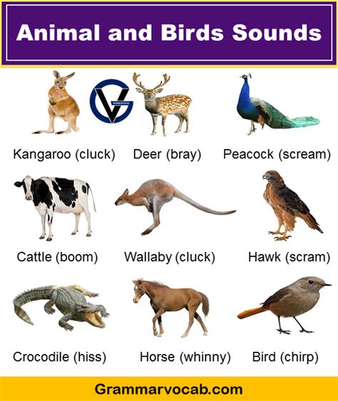 Birds Sounds Chart Klimalpha