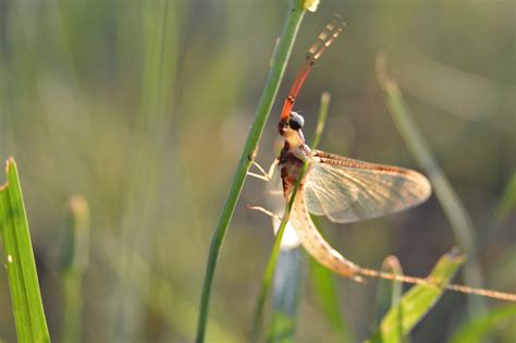 El Verano Macro Escarabajo Foto Gratis En Pixabay Pixabay