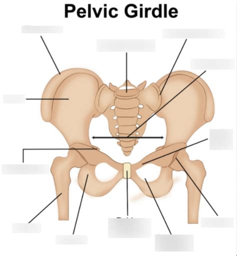 Pelvic Girdle Whole Labeling Diagram Quizlet