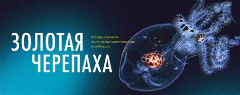 ЗОЛОТАЯ ЧЕРЕПАХА | ВКонтакте