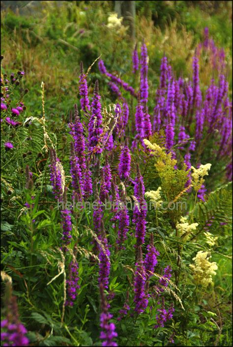 Irish WIldflowers 53 :: Photo