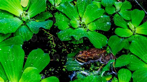 Frogs In Water And Surrounded By Aquatic Plants Stock Photo At