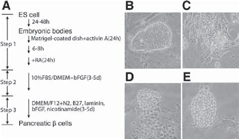 Protocol Of Embryonic Stem ES Cell Differentiation And Cell