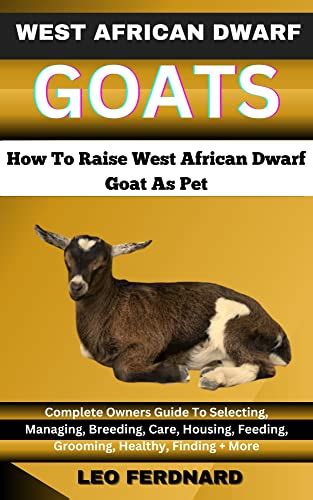 West African Dwarf Goats How To Raise West African Dwarf Goat As Pet