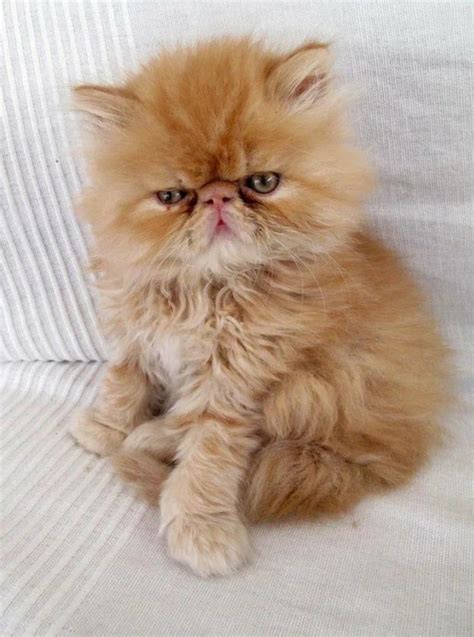 Create Meme Persian Cat Persian Kittens Persian Exotic Extreme