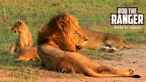 Lion Pride With Small Cubs Relaxing Archive Mapogo Lion Footage Youtube