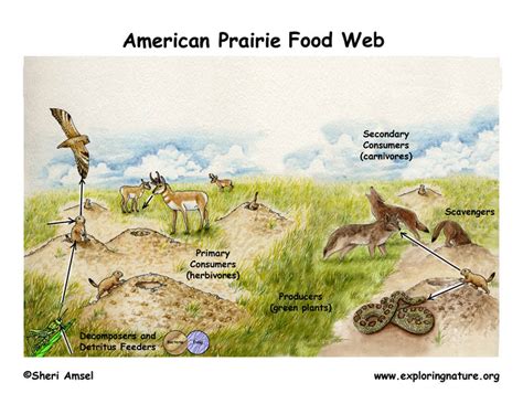 Grassland Ecosystem Food Web