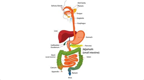 Digestive System Animation Youtube