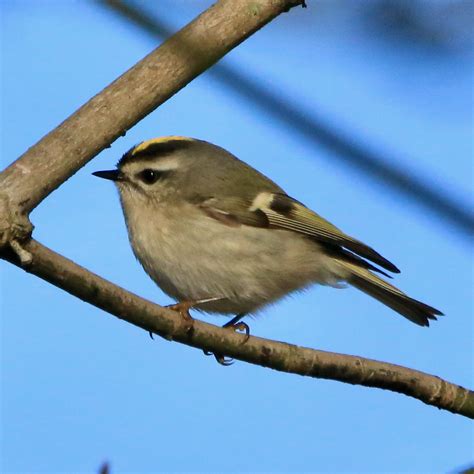 Golden-crowned Kinglet - Bird Watching Academy