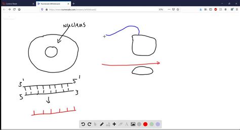 Solvedwhere Does Translation Take Place In A Eukaryotic Cell A The Nucleus B Ribosomes C