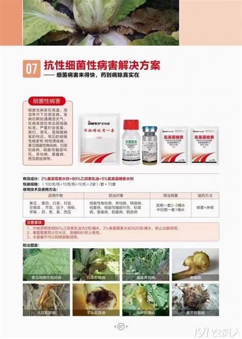 黄瓜番茄蔬菜细菌性角斑病软腐病抗性细菌性病害解决方案植保技术191农资人 农技社区服务平台