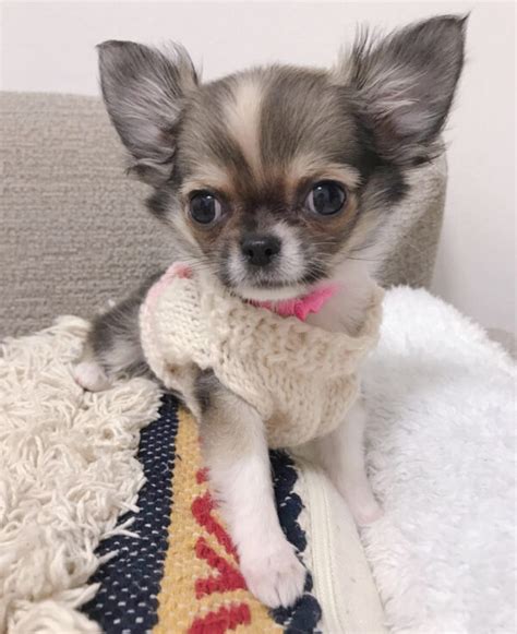 Long Hair Chihuahua For Sale Long Hair Chihuahua Puppies For Sale