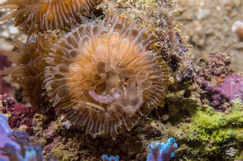 Mushroom Coral Facts And Photographs Seaunseen