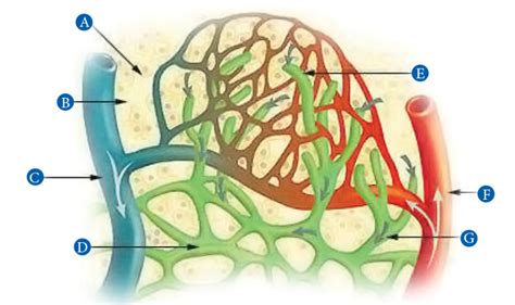 Circulatory Capillary Bed Diagram Quizlet