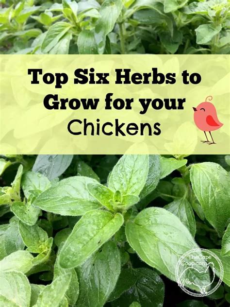 Top Six Herbs To Grow For Chickens The Cape Coop