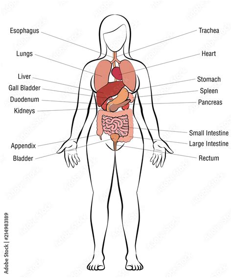 Anatomical Diagram Of Organs Poster Educational Learning Ana