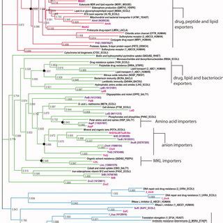 Phylogenetic Tree Of Abc Transporter Nbds Ca L Asiaticus Nbds And