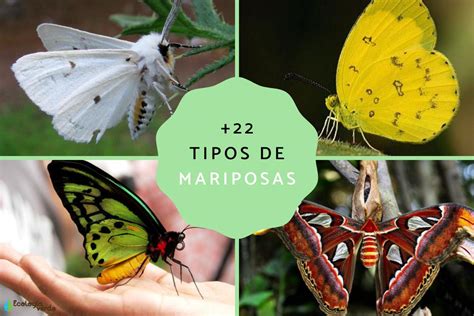 Tipos De Mariposas Clasificaci N Nombres Y Fotos