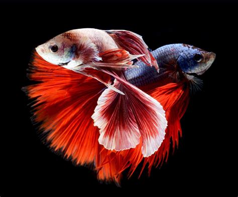 Betta Fish Desktop Wallpapers Top Free Betta Fish Desktop Backgrounds