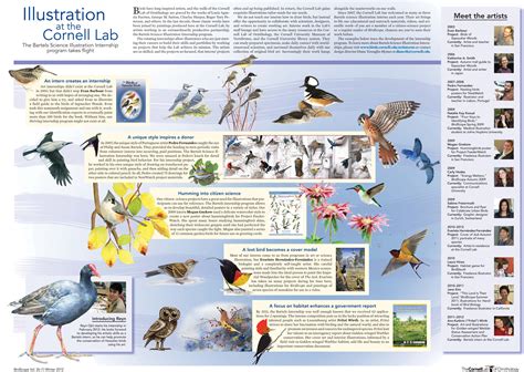 Free Bird Poster - Cornell Lab | Science illustration, Bird poster