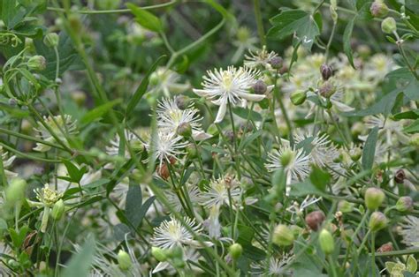 Clematis Drummondii Drummonds Clematis Southwest Desert Flora