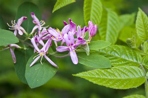 Minnesota Seasons Tartarian Honeysuckle