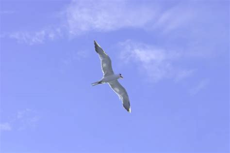 Free Images Sea Bird Wing Seabird Seagull Vehicle Gull Sailing