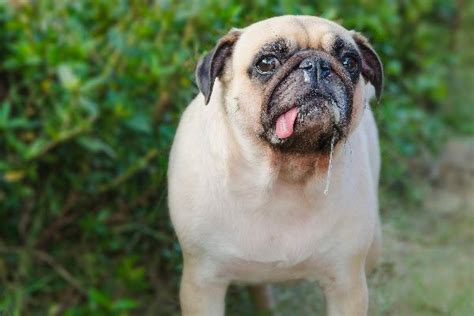 Mi Perro Babea Mucho Sintomas Y Tratamiento Eficaz