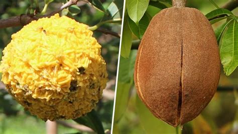 10 Frutas Nativas da MATA ATLÂNTICA BRASILEIRA Que Vão Te Surpreender