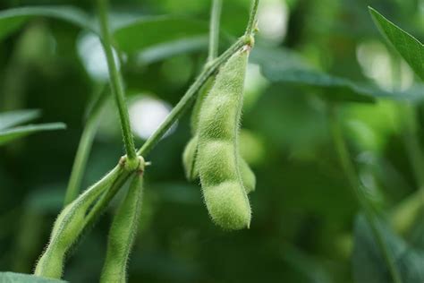 Growing Edamame Best Varieties Planting Guide Care Problems And