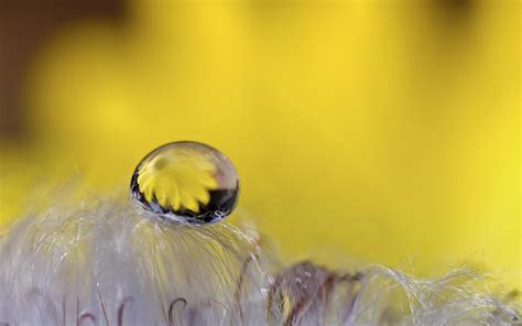 Wallpaper Sunlight Nature Reflection Insect Green Yellow Flower