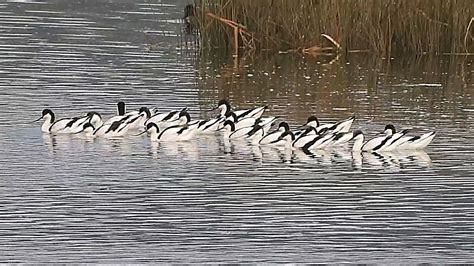 Avocetas Vuelta Ostrera Youtube