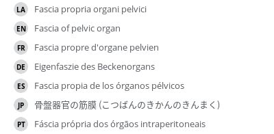 Fascia of pelvic organ - e-Anatomy - IMAIOS