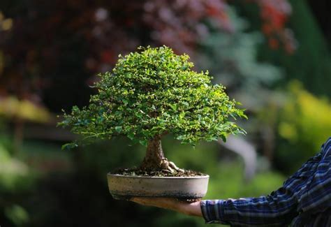 How To Plant Your Own Bonsai Tree In A Few Simple Steps