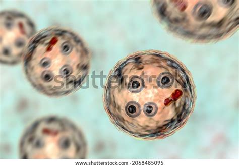 Cysts Entamoeba Histolytica 3d Illustration Parasitic Stock Illustration 2068485095 Shutterstock