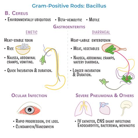 Immunology / Microbiology Glossary: Bacillus cereus - Infection | ditki ...