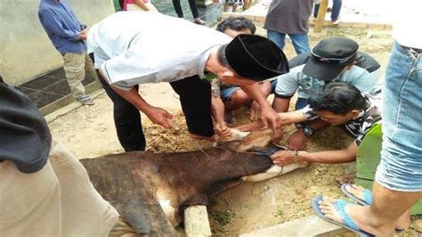 Ini Panduan Lengkap Tata Cara Dan Adab Menyembelih Hewan Kurban Di Hari