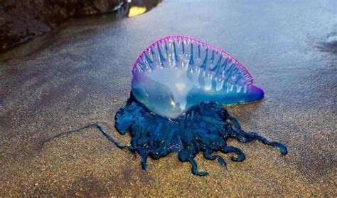 Sette Turisti Feriti Da Una Medusa Caravella Portoghese Spiagge Chiuse